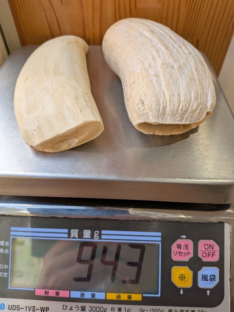 マッコウ鯨歯　本物オス歯メス歯セット