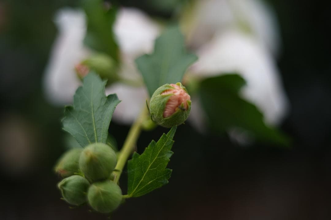 047_超希少！KERN MACRO-SWITAR 50/1.9 M42マウント