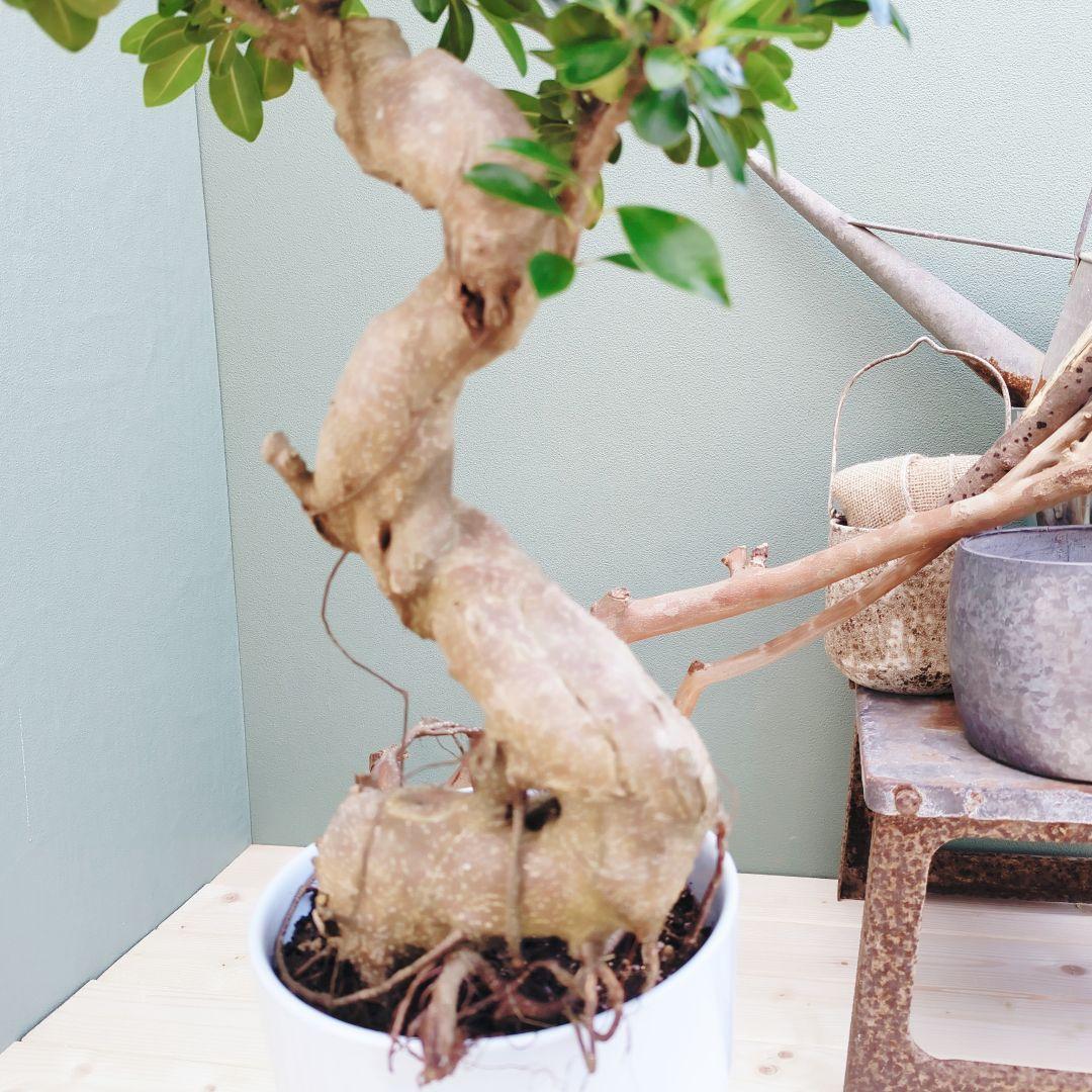 縁起物 太幹 (現品)曲がり 昇り龍ガジュマル ８ 陶器