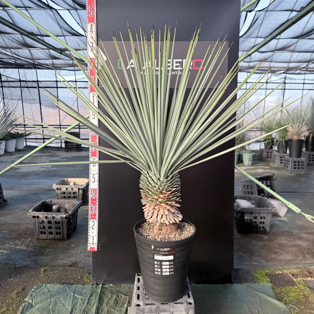 か*ず様 【AL1130】ユッカ　リギダ