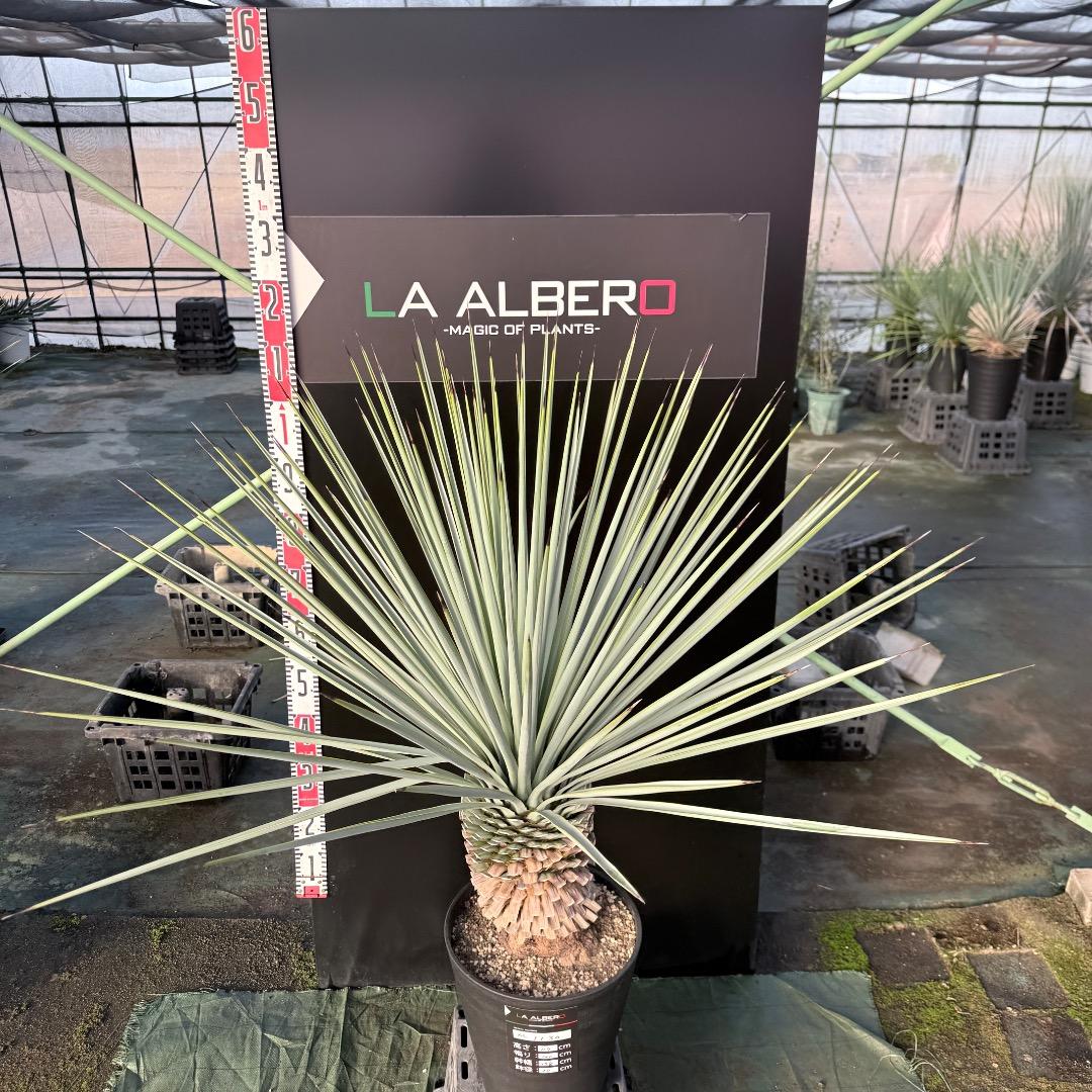 か*ず様 【AL1130】ユッカ　リギダ