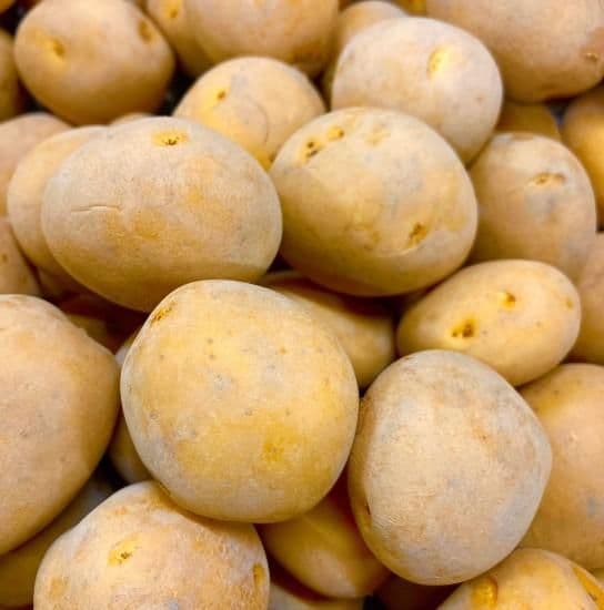 春ジャガイモ種子　ながさき黄金　10キロ
