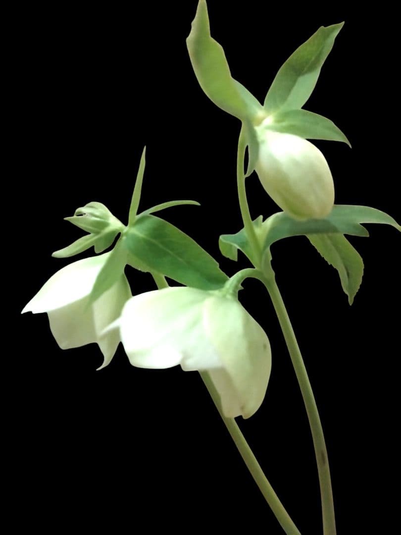 クリスマスローズ　原種交配