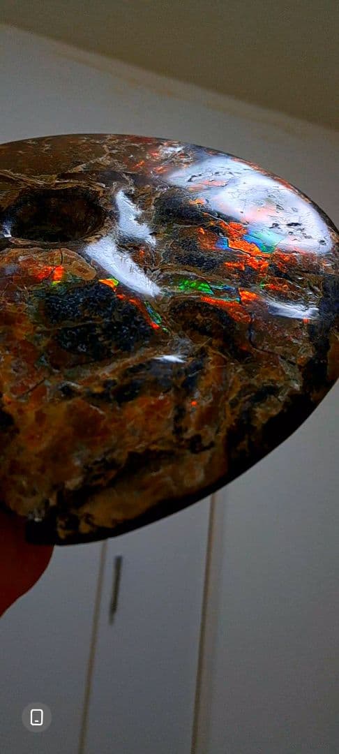 アンモライト　カナダアルバータ　化石　完全体　両面虹色　７色