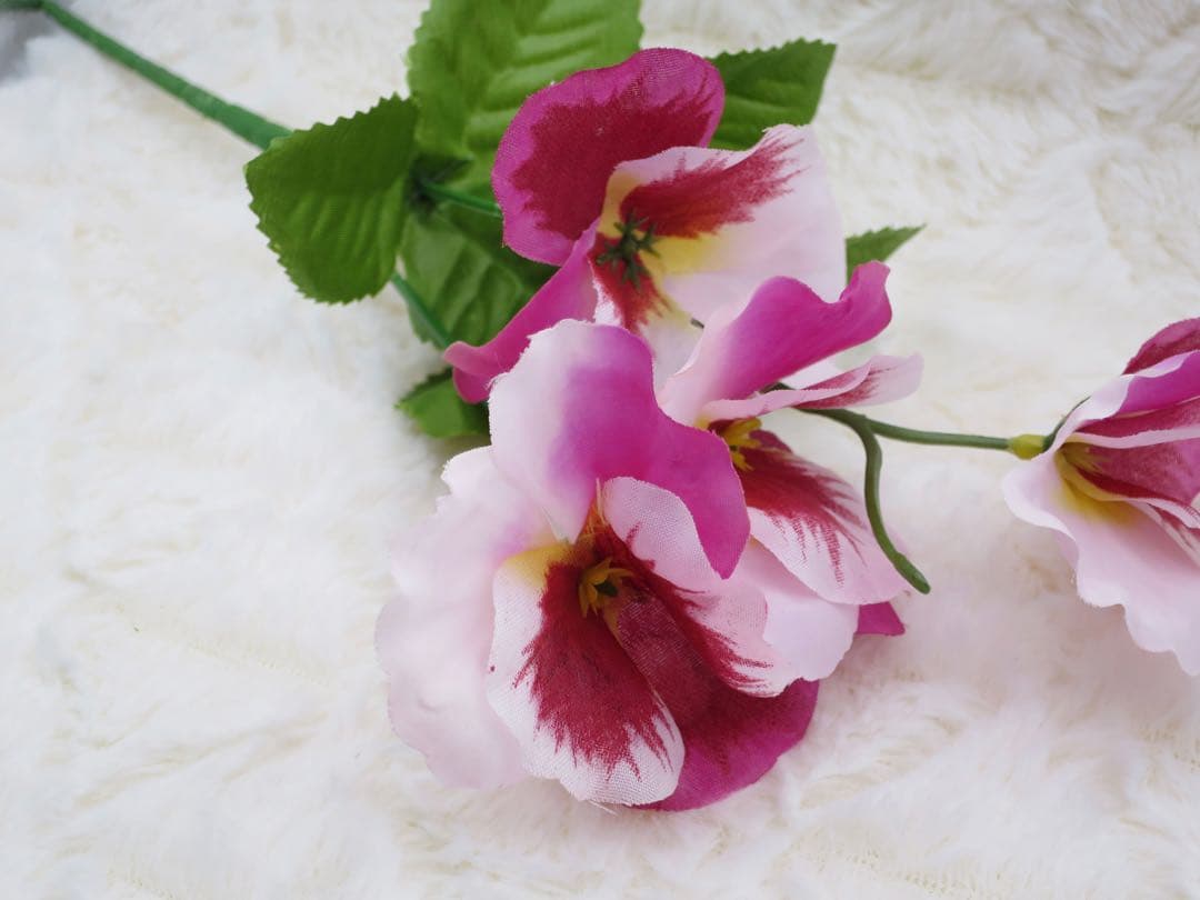 動作良好 Canon IXY 50S ブラウン