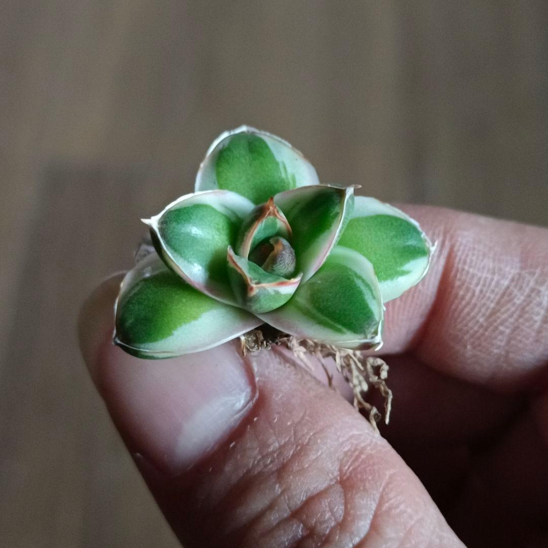 A205 多肉植物 アガベ ピンキー 王妃笹の雪A型 白覆輪斑 精選極上美