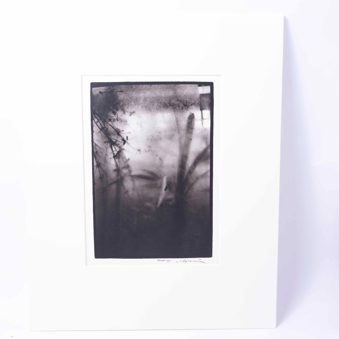 Nori  小瀧達郎 （ギャラリーバウハウス主宰）ゼラチンシルバープリント