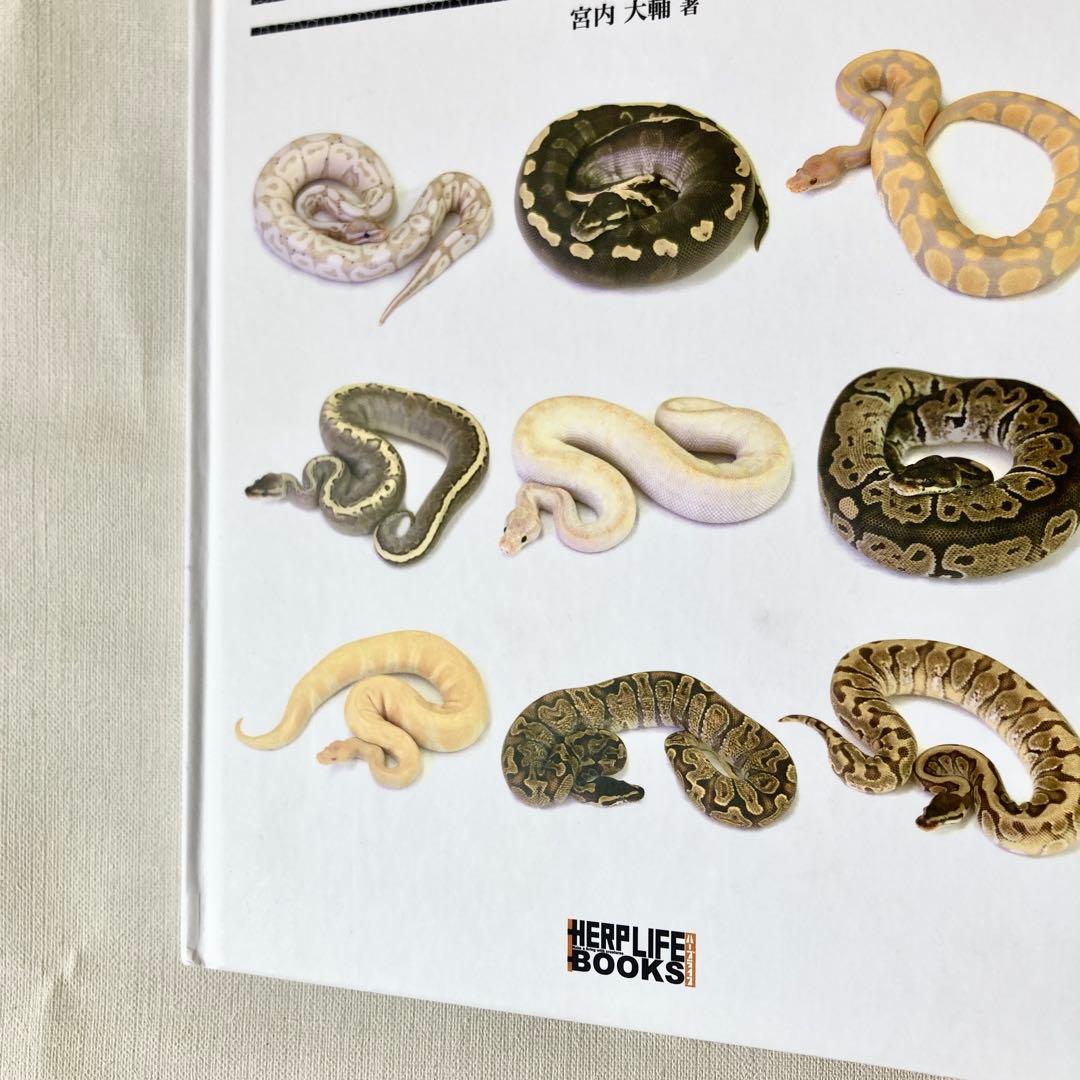 【絶版】PERFECT BALLPYTHON パーフェクトボールパイソン 爬虫類