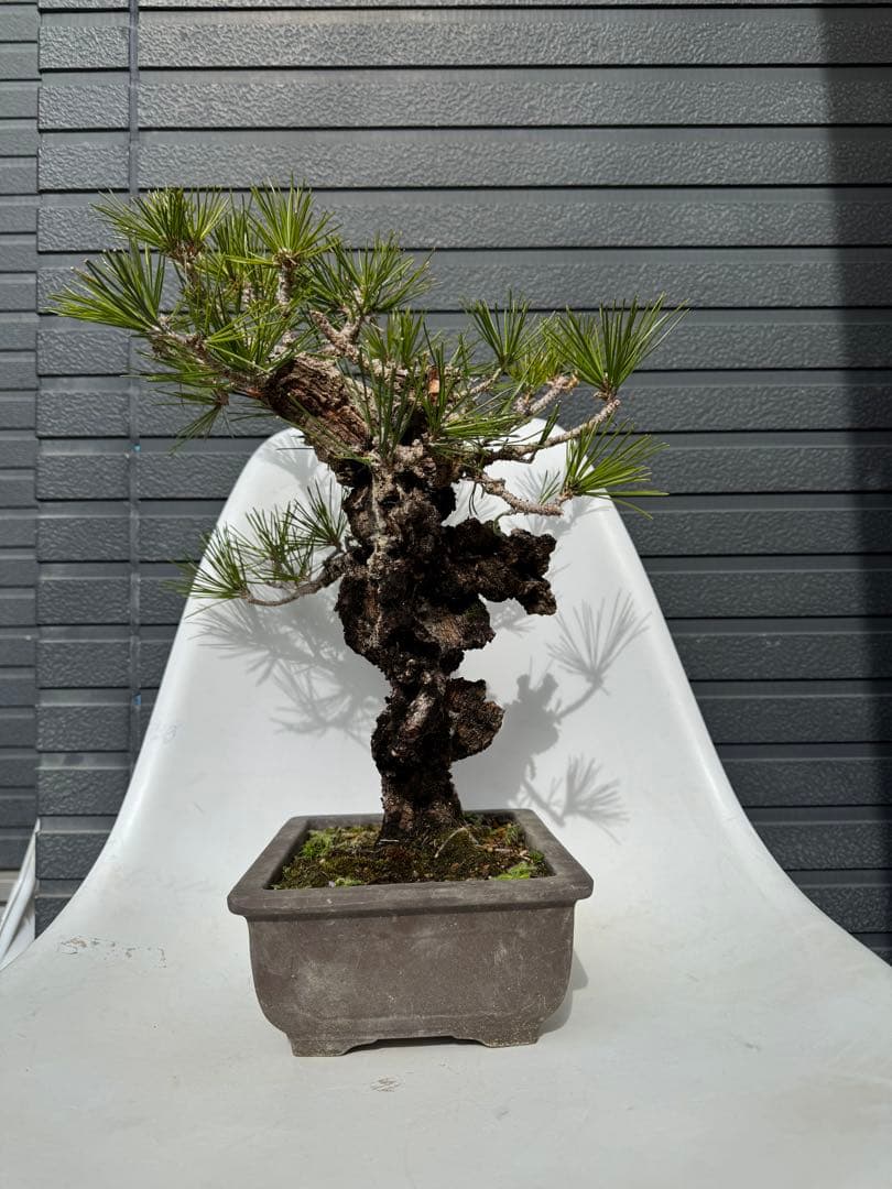 錦松　中品盆栽　持ち込み古いです