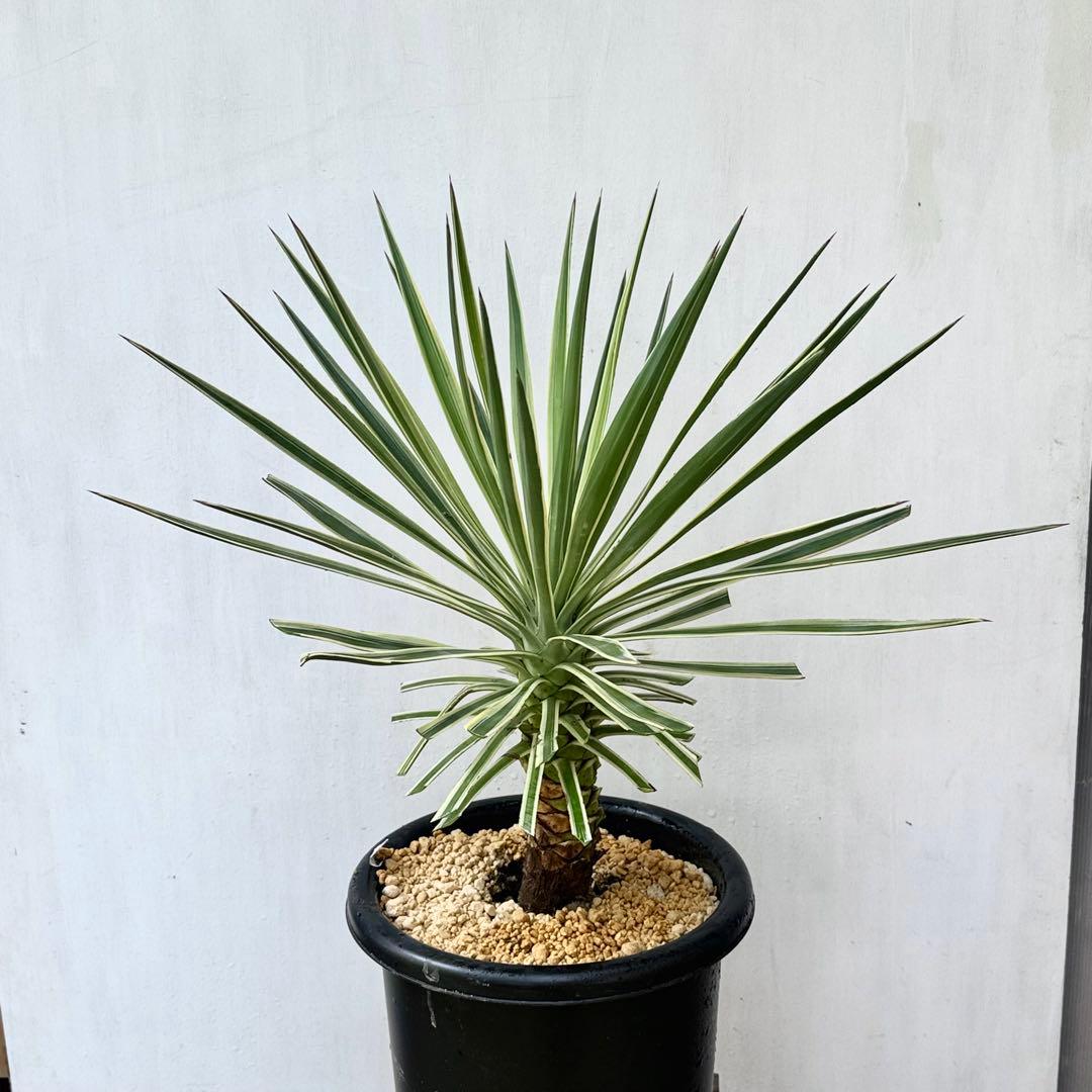 トモジュン様用 ユッカ アロイフォリア 斑入り②バリエガータ 千寿蘭