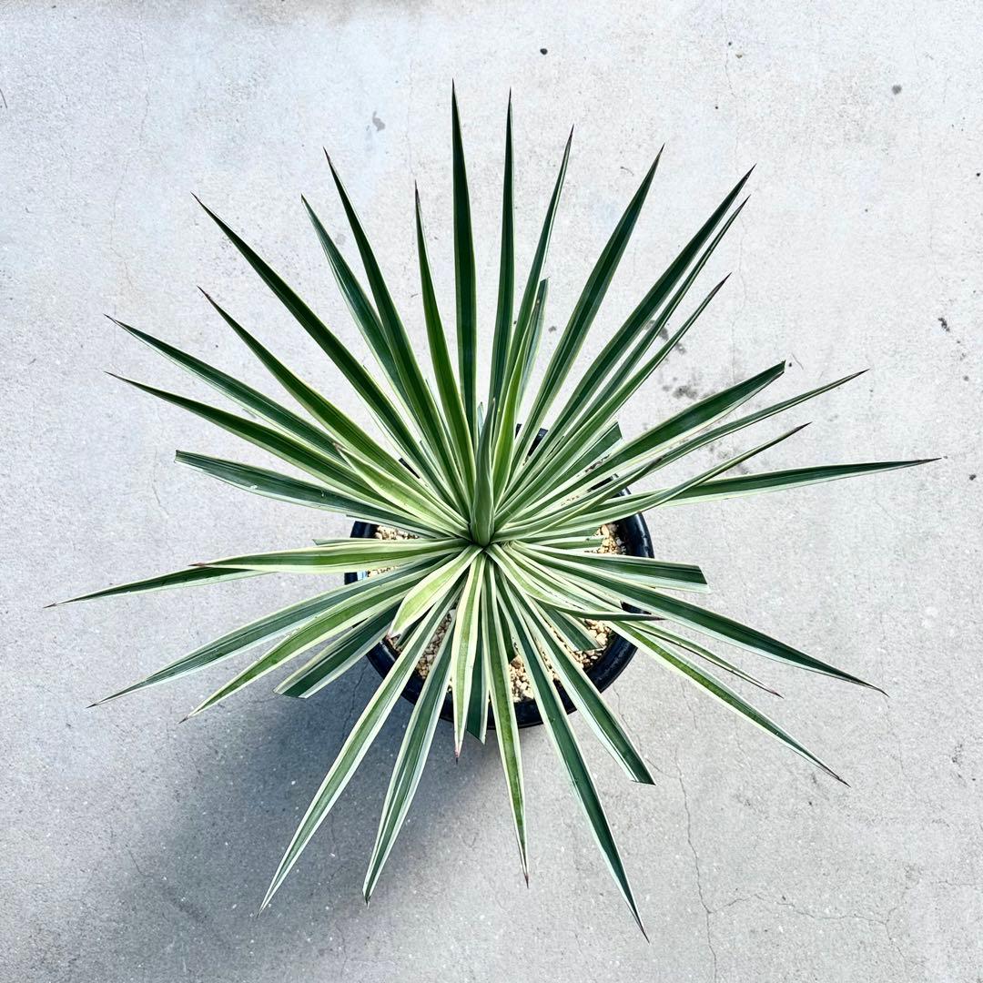 トモジュン様用 ユッカ アロイフォリア 斑入り②バリエガータ 千寿蘭