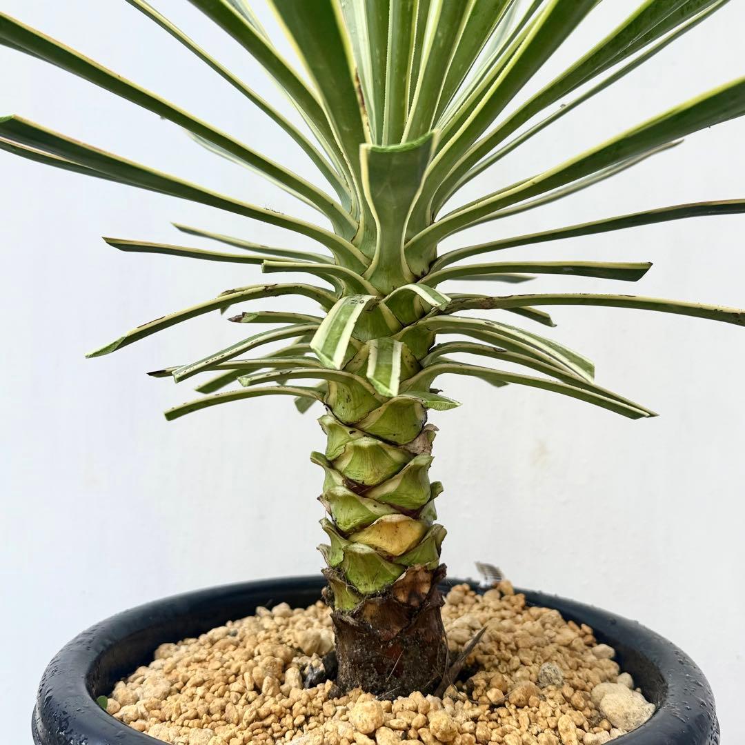 トモジュン様用 ユッカ アロイフォリア 斑入り②バリエガータ 千寿蘭