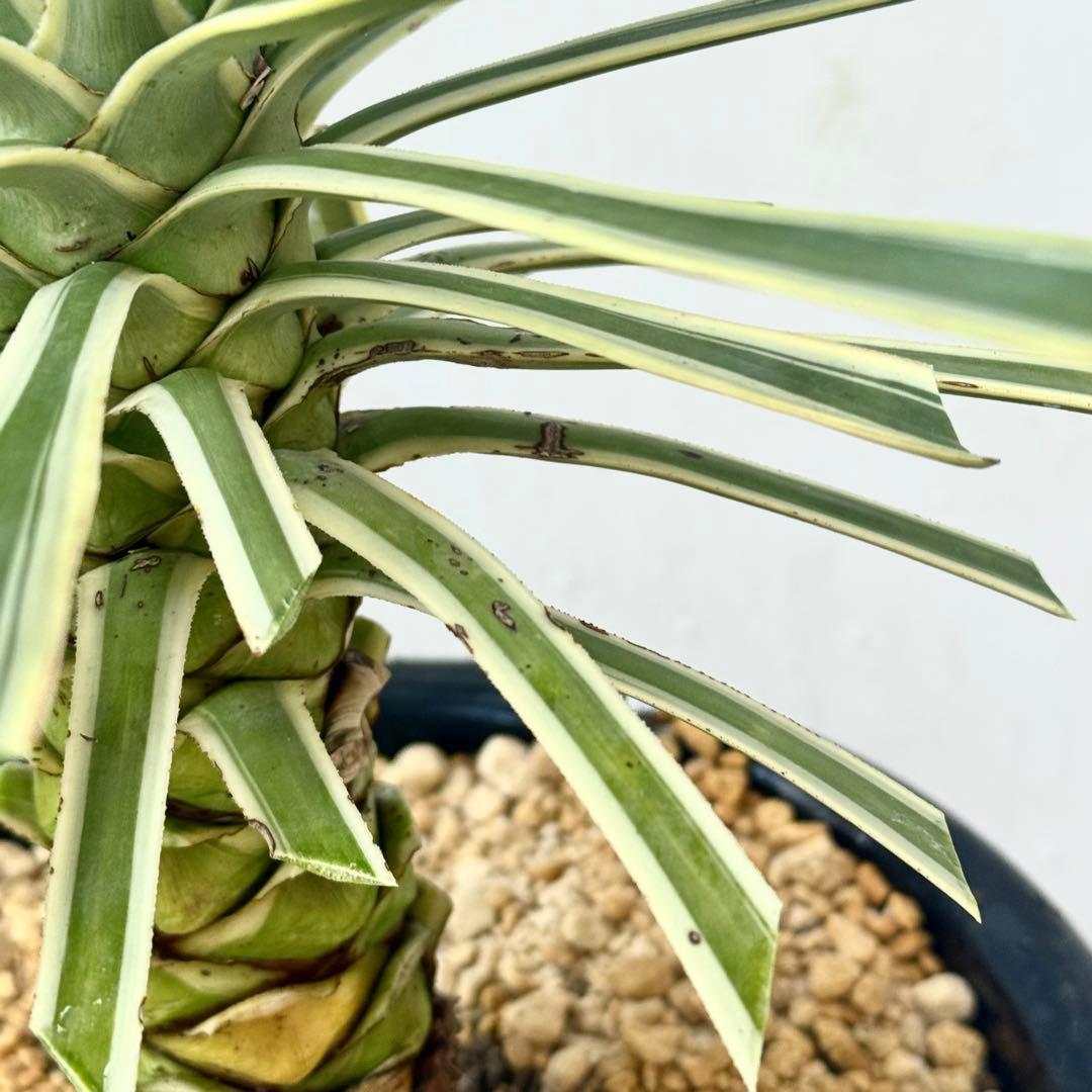 トモジュン様用 ユッカ アロイフォリア 斑入り②バリエガータ 千寿蘭