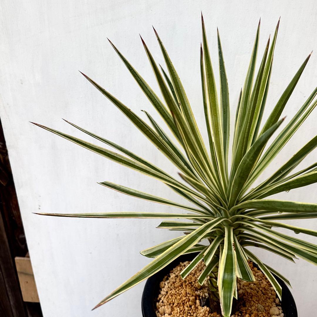 トモジュン様用 ユッカ アロイフォリア 斑入り②バリエガータ 千寿蘭