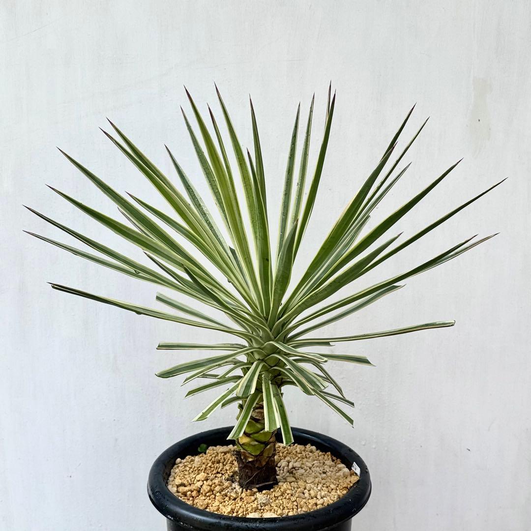 トモジュン様用 ユッカ アロイフォリア 斑入り②バリエガータ 千寿蘭