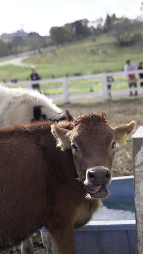 SONY VLOGCAM ZV-E10 ズームレンズキット＋カメラバック