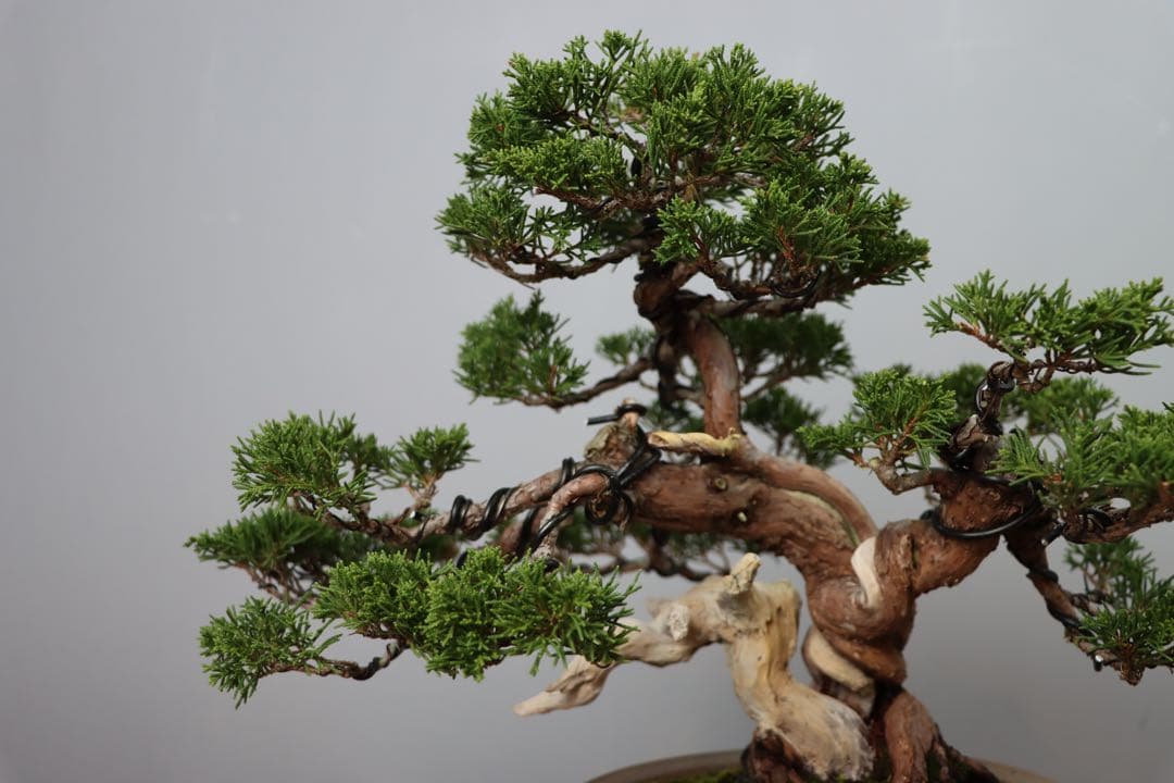 【セール】真柏/小品