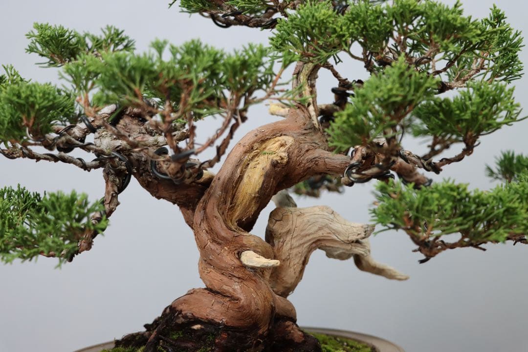 【セール】真柏/小品