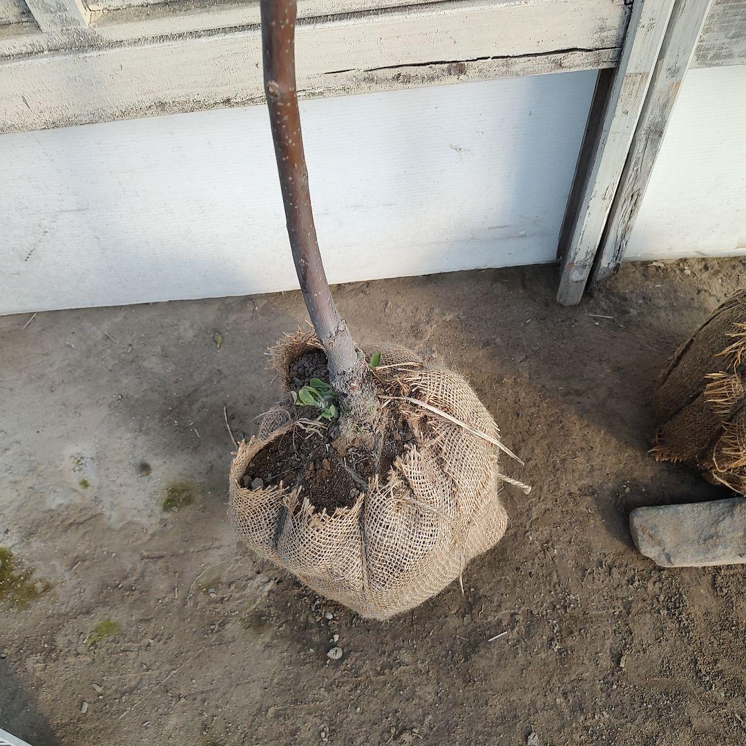 沙耶さま専用出品 星タンゴール3年生 苗木