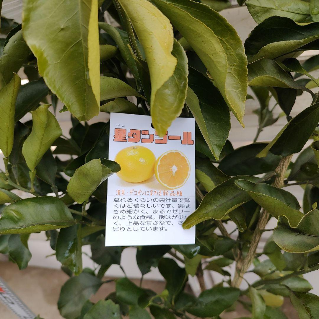 沙耶さま専用出品 星タンゴール3年生 苗木