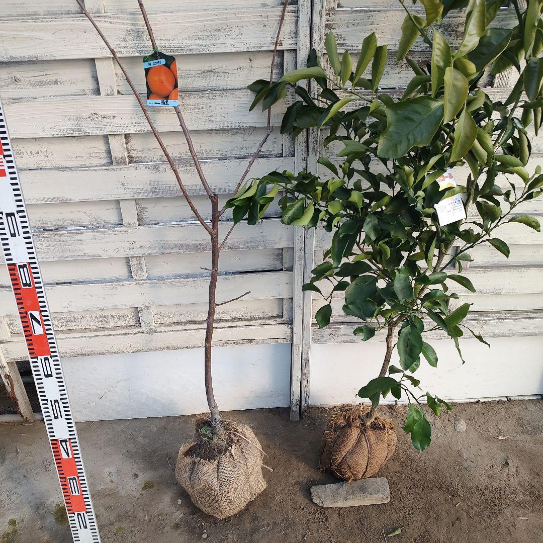 沙耶さま専用出品 星タンゴール3年生 苗木