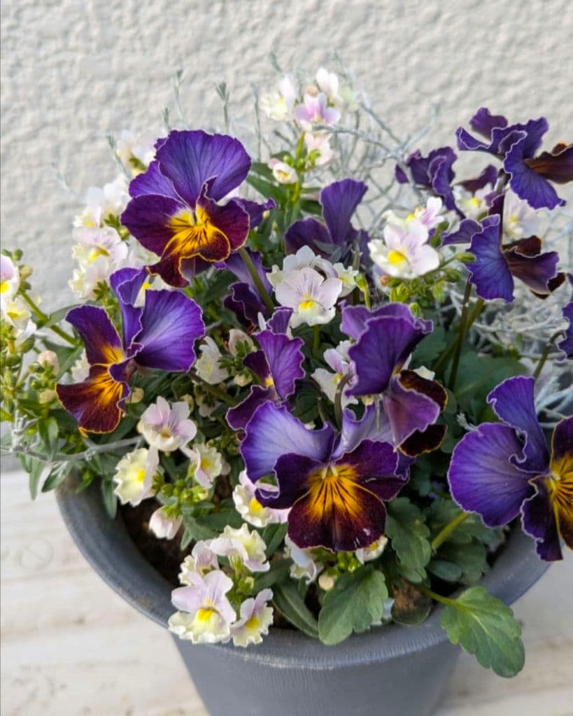 アセビ 寄植え 2セット