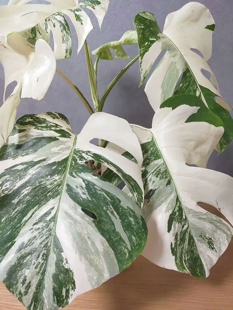 モンステラ ホワイトタイガー 極美株 55cm 斑入りボルシギアナ