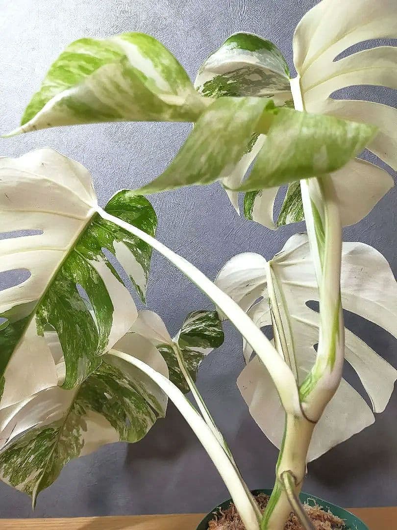 モンステラ ホワイトタイガー 極美株 55cm 斑入りボルシギアナ