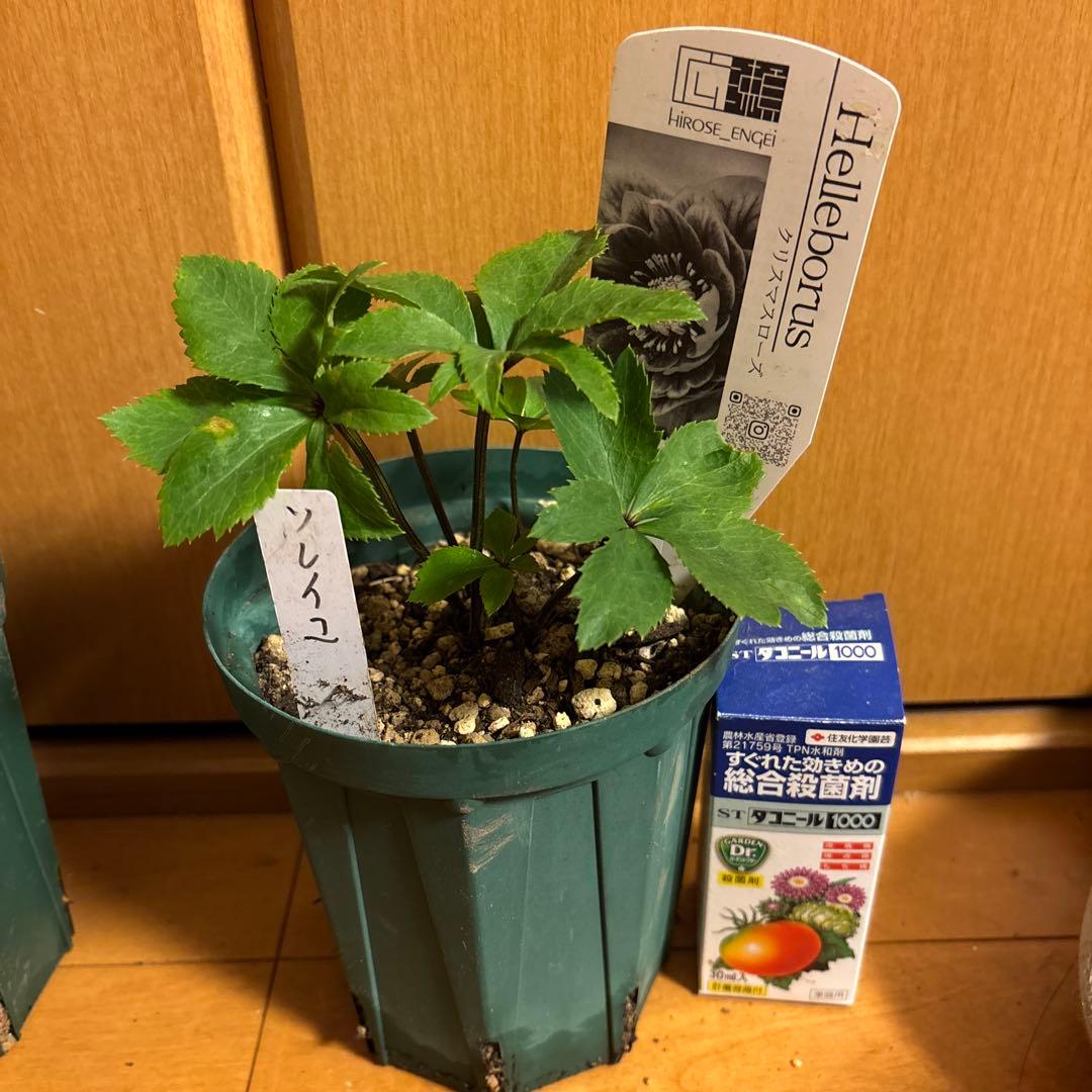 クリスマスローズ 極上 認定ソレイ☆ ラスト‼️ ③