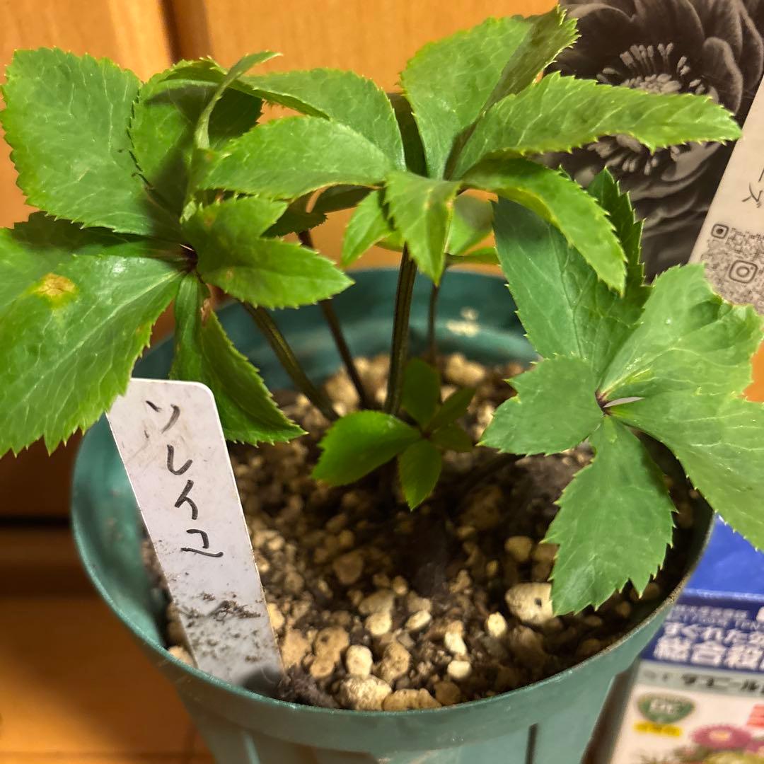 クリスマスローズ 極上 認定ソレイ☆ ラスト‼️ ③