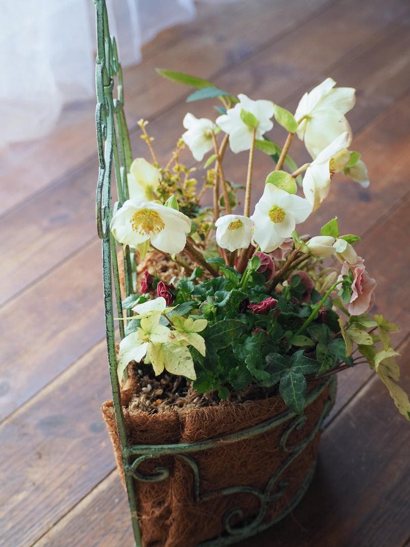 シャビーナチュラルなクリスマスローズ寄せ植え