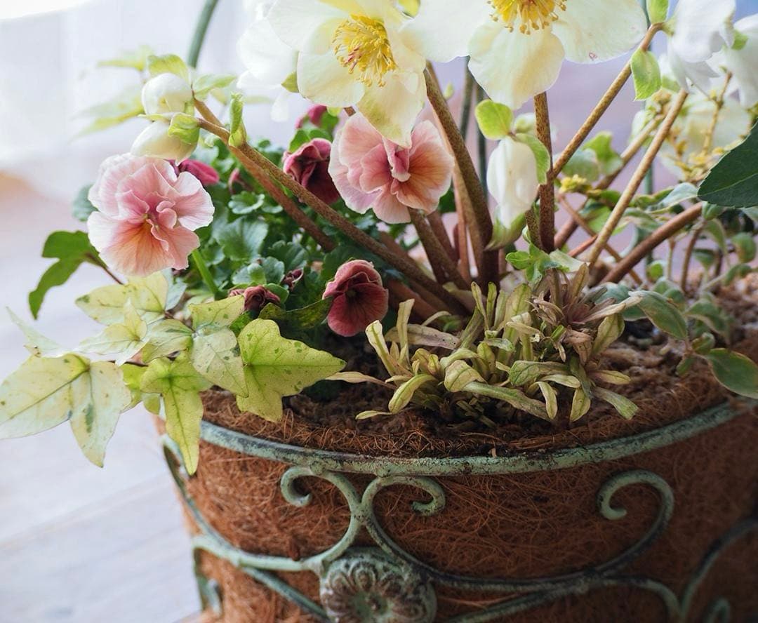 シャビーナチュラルなクリスマスローズ寄せ植え