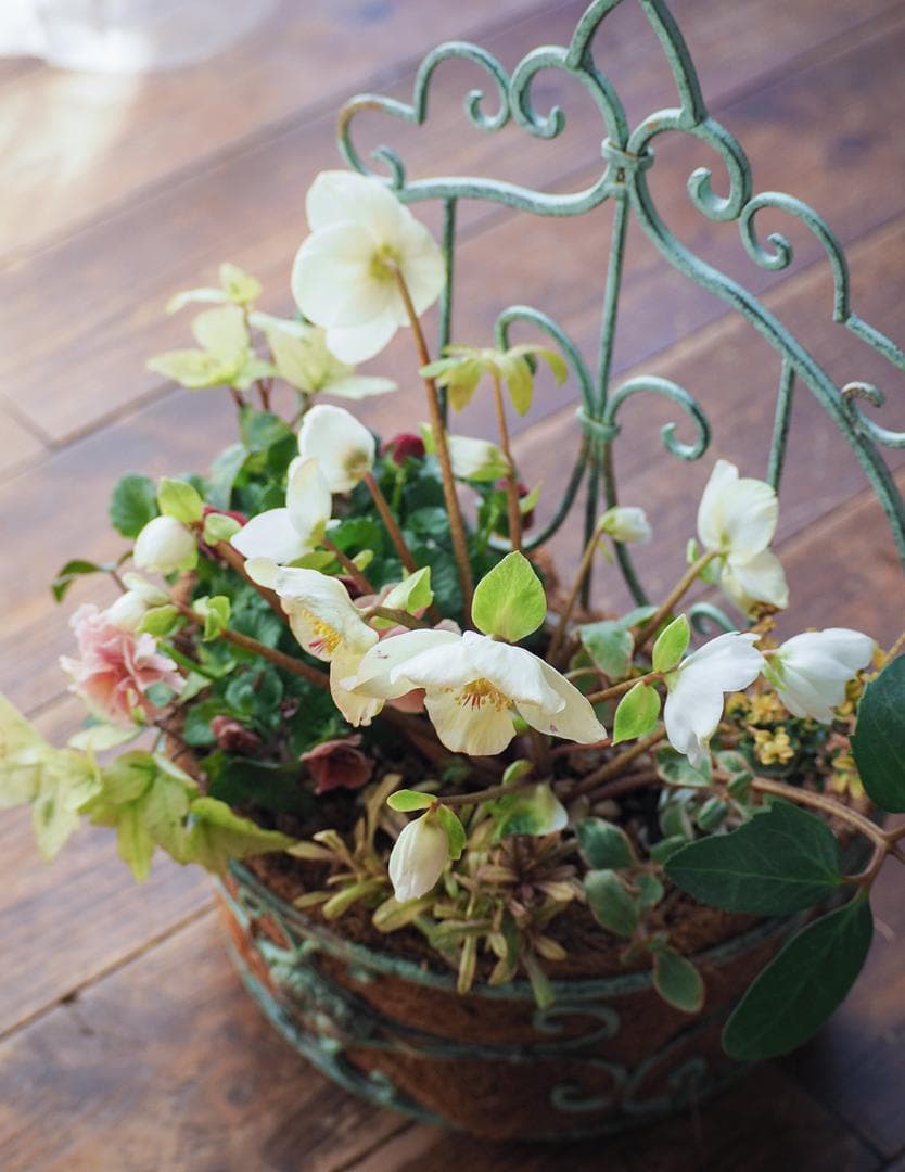 シャビーナチュラルなクリスマスローズ寄せ植え