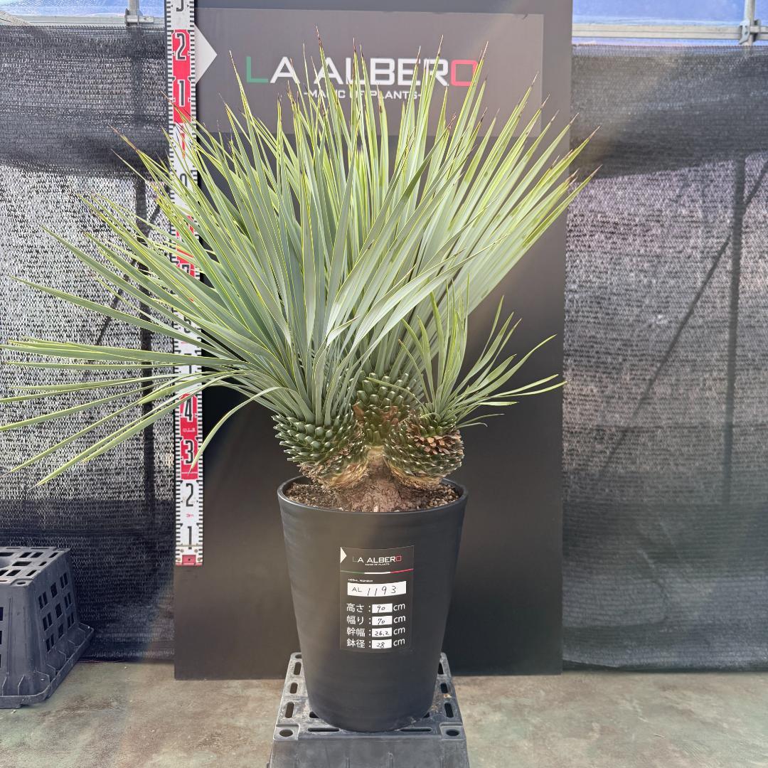 【AL1193】ユッカ　ロストラータ　 トリプルヘッド