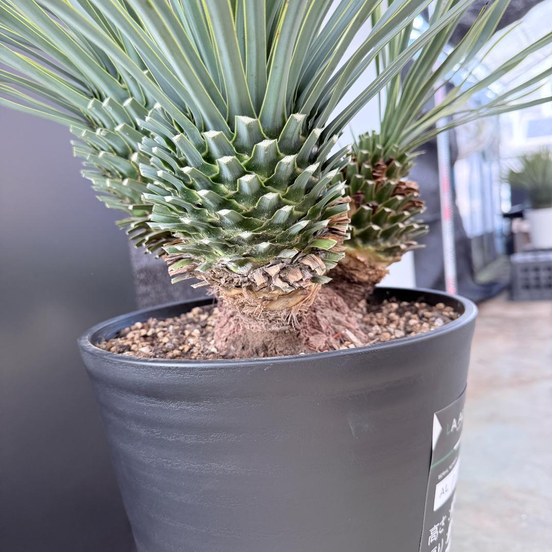 【AL1193】ユッカ　ロストラータ　 トリプルヘッド