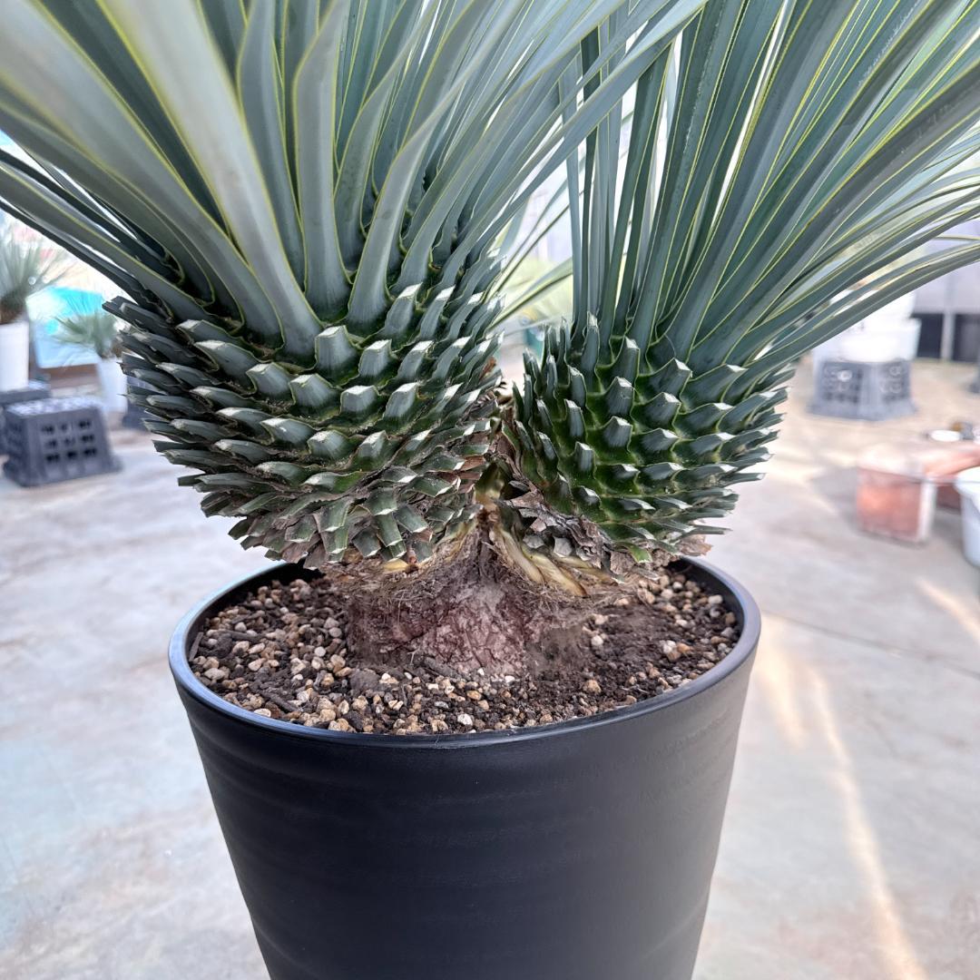 【AL1193】ユッカ　ロストラータ　 トリプルヘッド