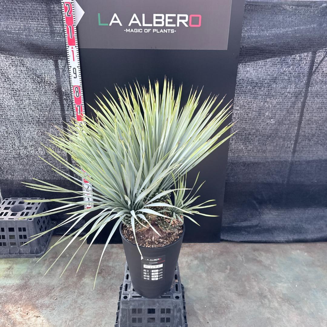 【AL1193】ユッカ　ロストラータ　 トリプルヘッド