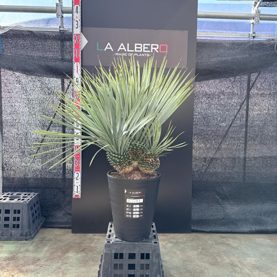 【AL1193】ユッカ　ロストラータ　 トリプルヘッド