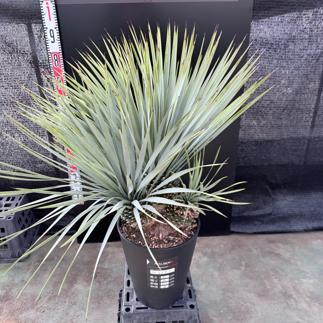 【AL1193】ユッカ　ロストラータ　 トリプルヘッド