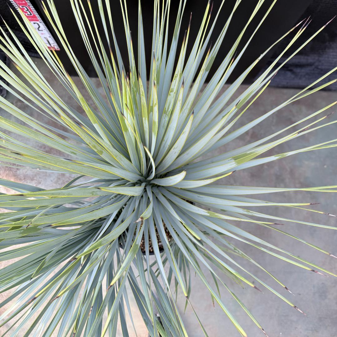 【AL1193】ユッカ　ロストラータ　 トリプルヘッド