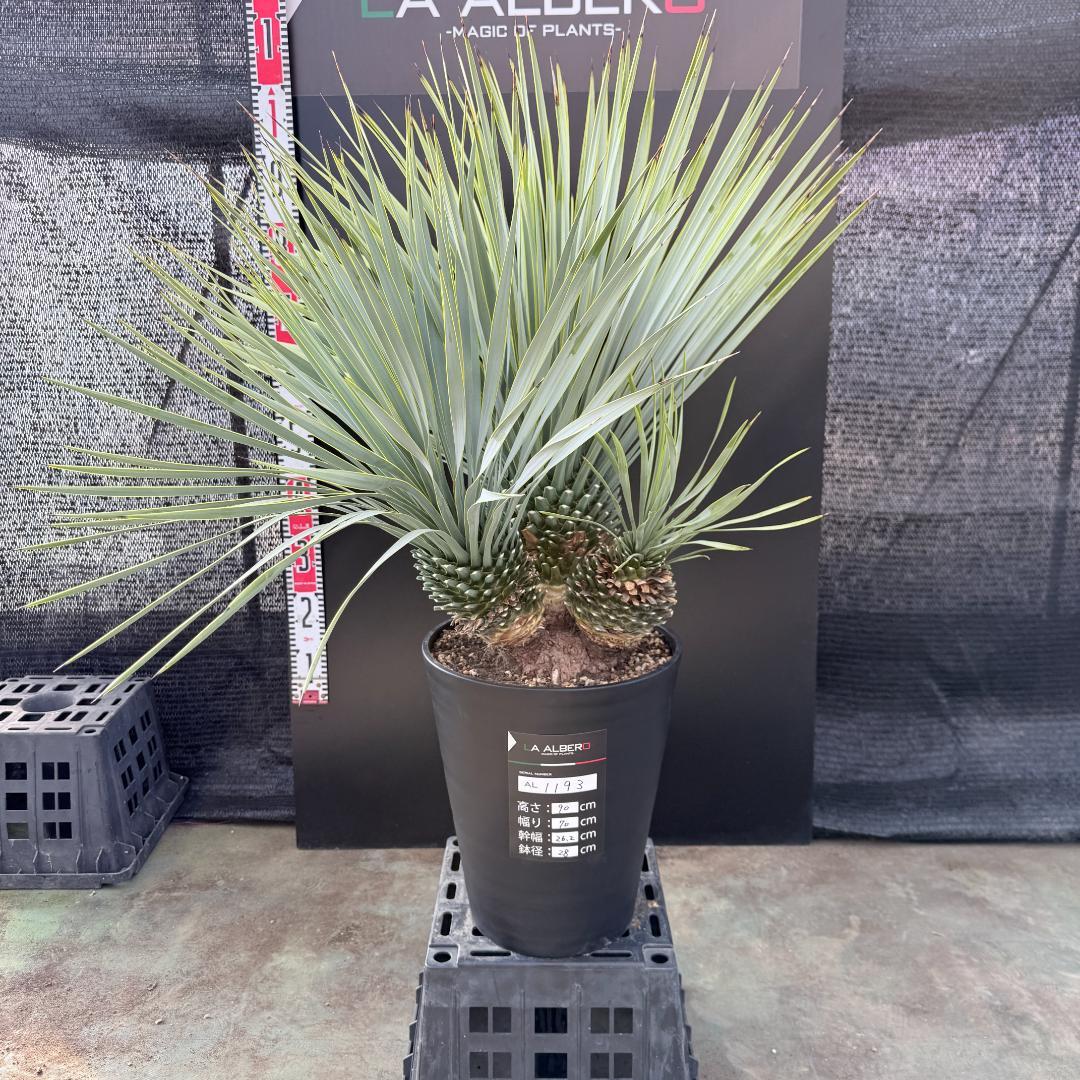 【AL1193】ユッカ　ロストラータ　 トリプルヘッド