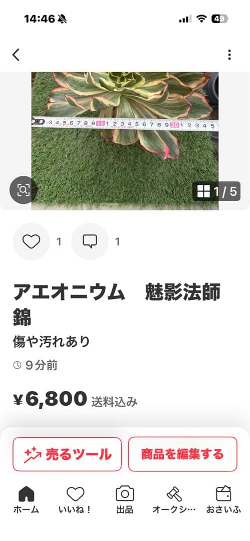 アエオニウム　魅影法師錦　速達発送　chibimimi