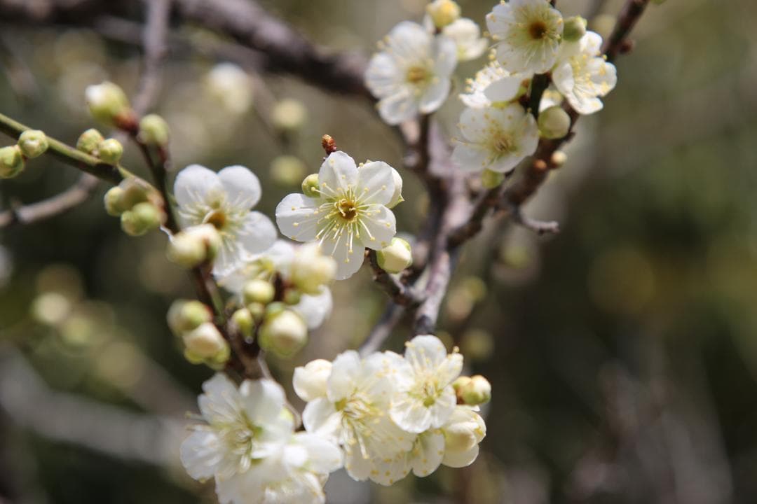 【❄高級Lレンズ❄】Canon EF 24-105mm F4 L IS USM