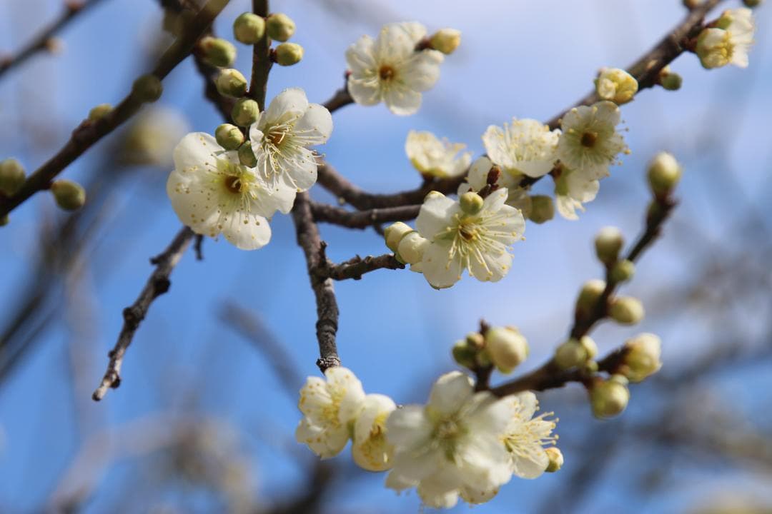 【❄高級Lレンズ❄】Canon EF 24-105mm F4 L IS USM