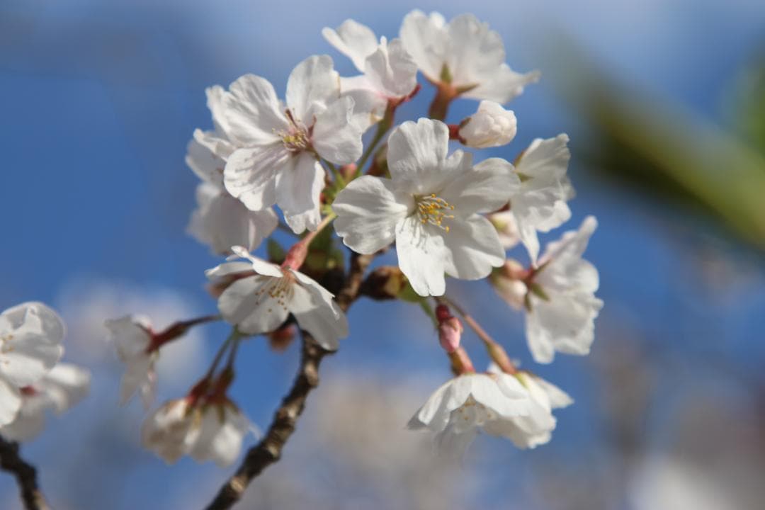 【❄高級Lレンズ❄】Canon EF 24-105mm F4 L IS USM