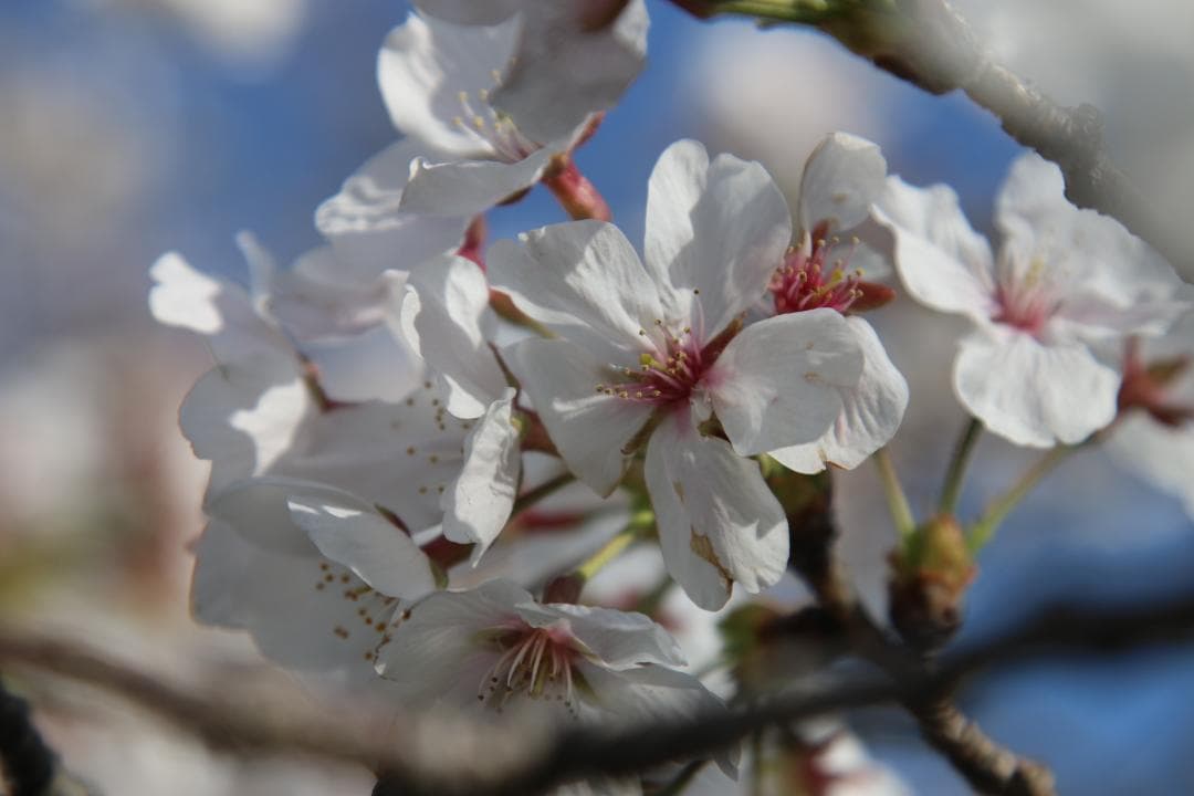 【❄高級Lレンズ❄】Canon EF 24-105mm F4 L IS USM