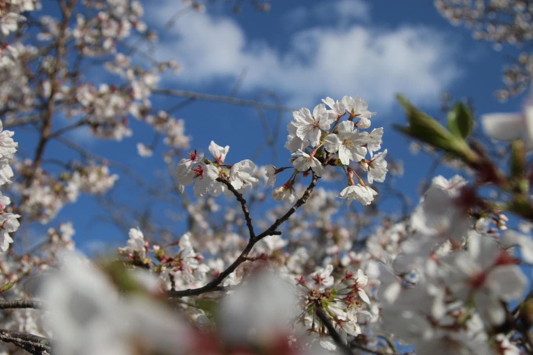 【❄高級Lレンズ❄】Canon EF 24-105mm F4 L IS USM