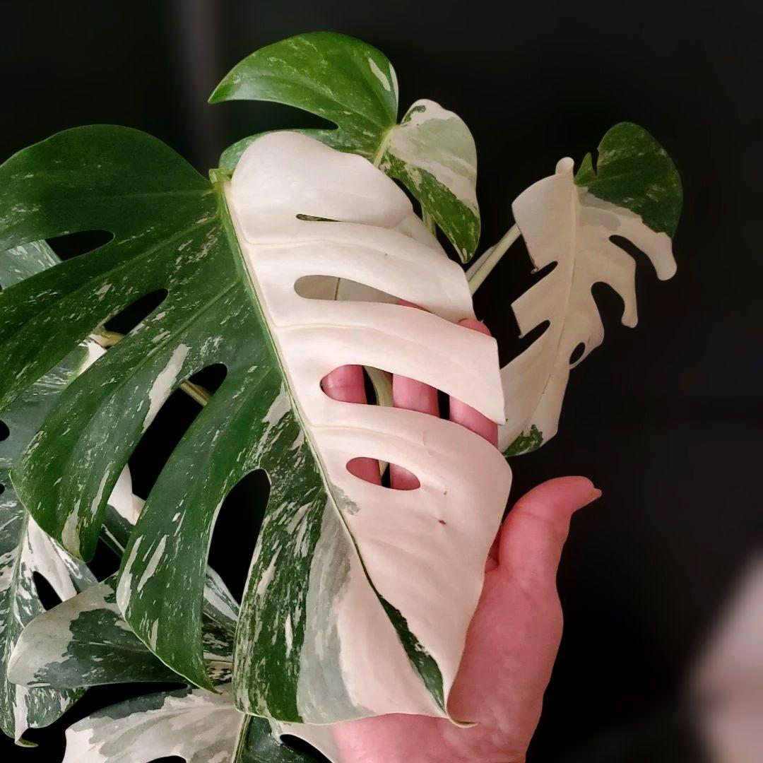 最高級大株　斑入りモンステラ　ボルシギアナ　ホワイトタイガー　ハーフムーン美株