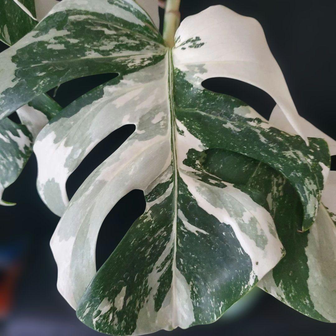 最高級大株　斑入りモンステラ　ボルシギアナ　ホワイトタイガー　ハーフムーン美株