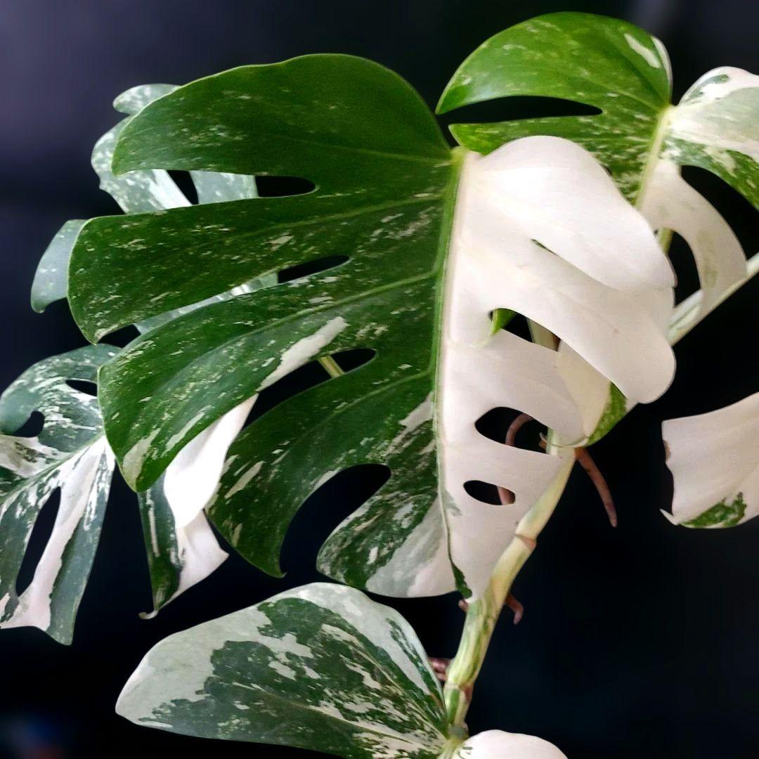 最高級大株　斑入りモンステラ　ボルシギアナ　ホワイトタイガー　ハーフムーン美株